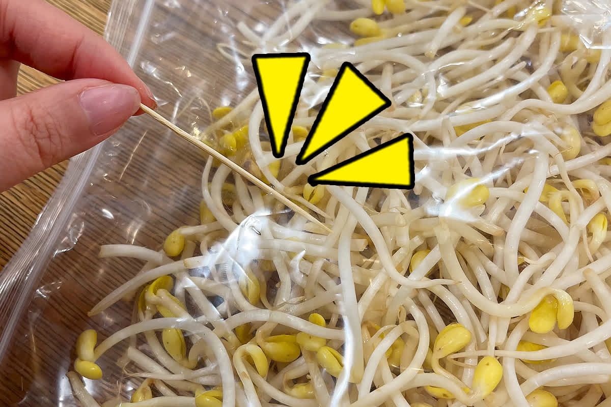 The reason why bean sprout expiration date has been extended once you
