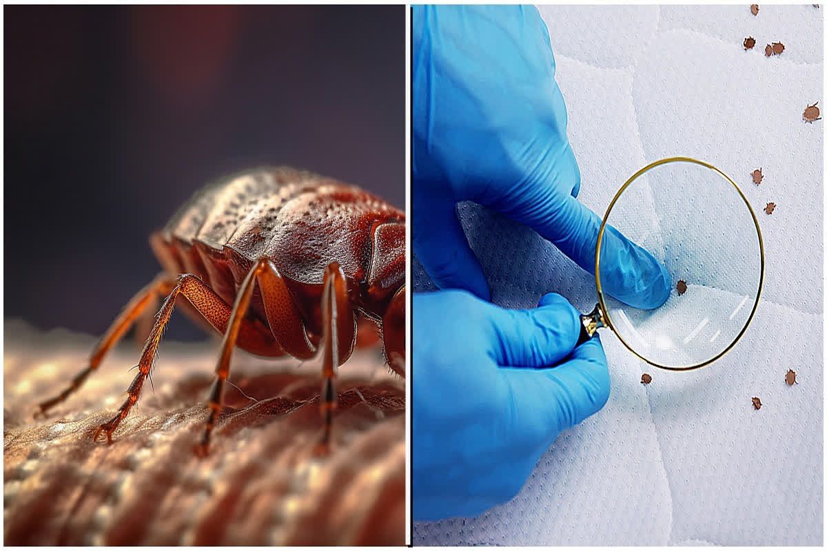 Bedbugs Spreading Nationwide… Are there bed bugs in my house too? Just