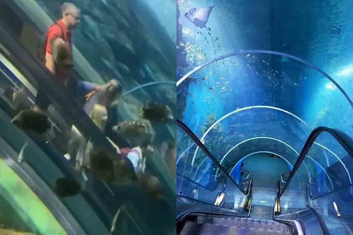 Viral Video Riding an Escalator into the Water Makes THIS Aquarium a Hot Topic