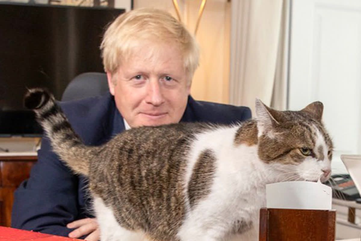 Larry, the Top Cat A CenturyOld Tradition of Rat Hunting at 10